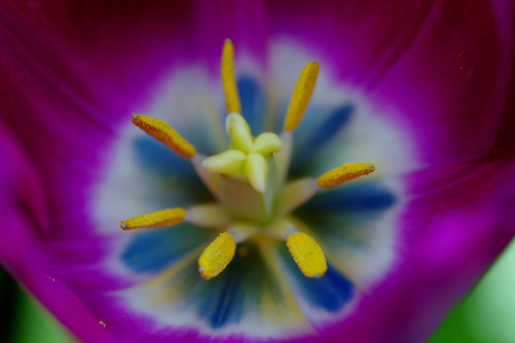 万華鏡のような　＠デンパーク