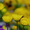 Yellow Magic #1 @ My Gardening