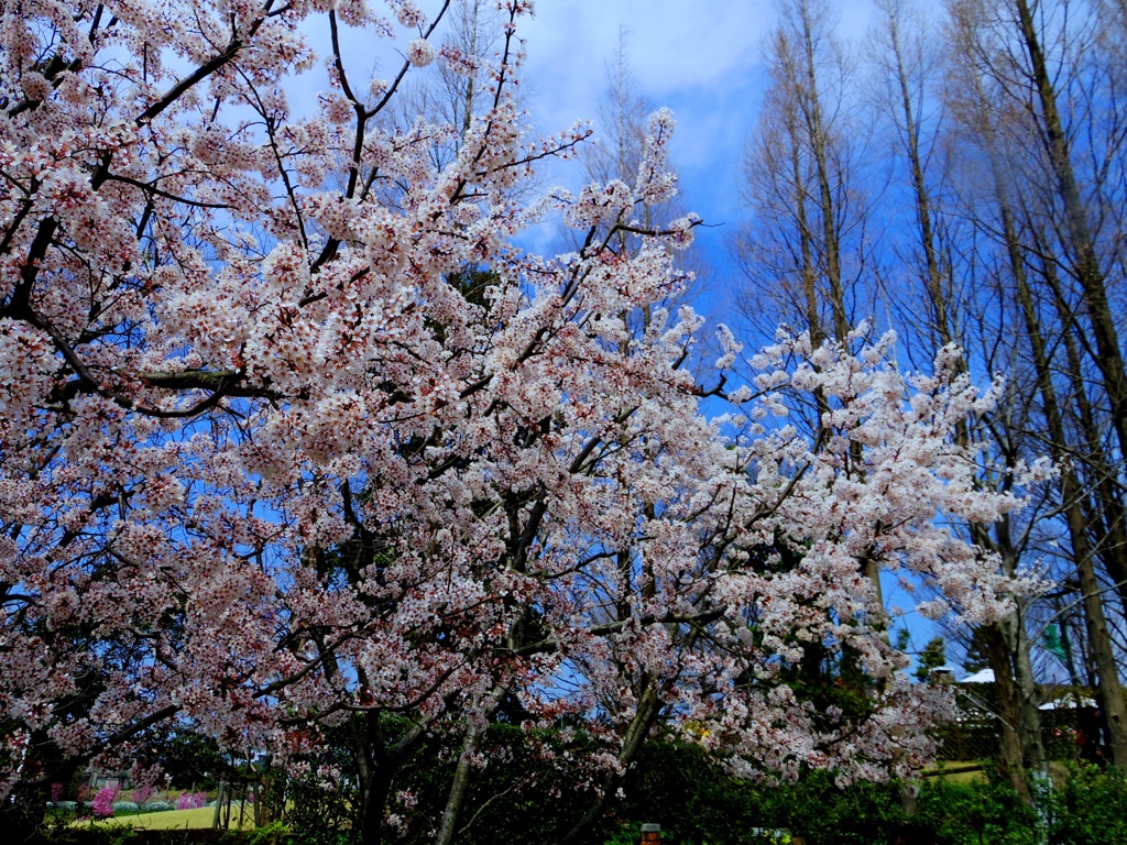 あかばすもも＃２　＠Denpark