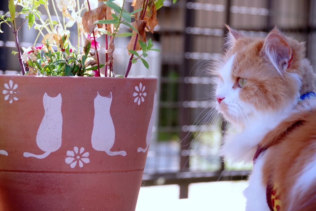続　猫植木鉢と猫 #2