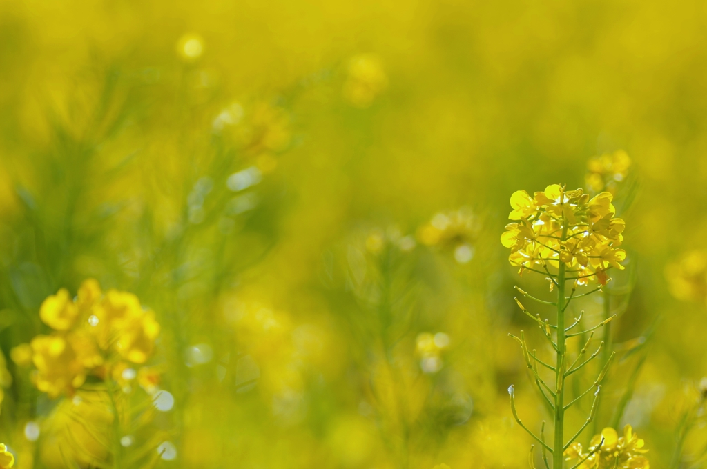 少し早い春　#1　＠安城の菜の花畑