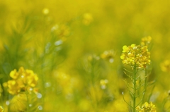 少し早い春　#1　＠安城の菜の花畑