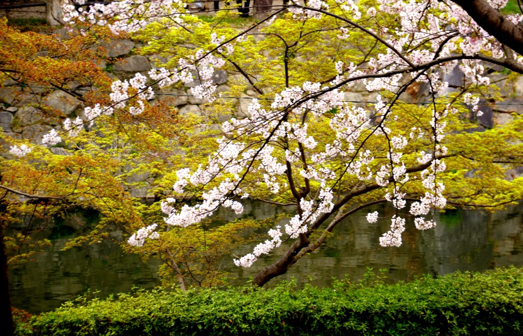 岡崎城公園　桜　色々