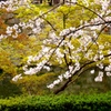 岡崎城公園　桜　色々