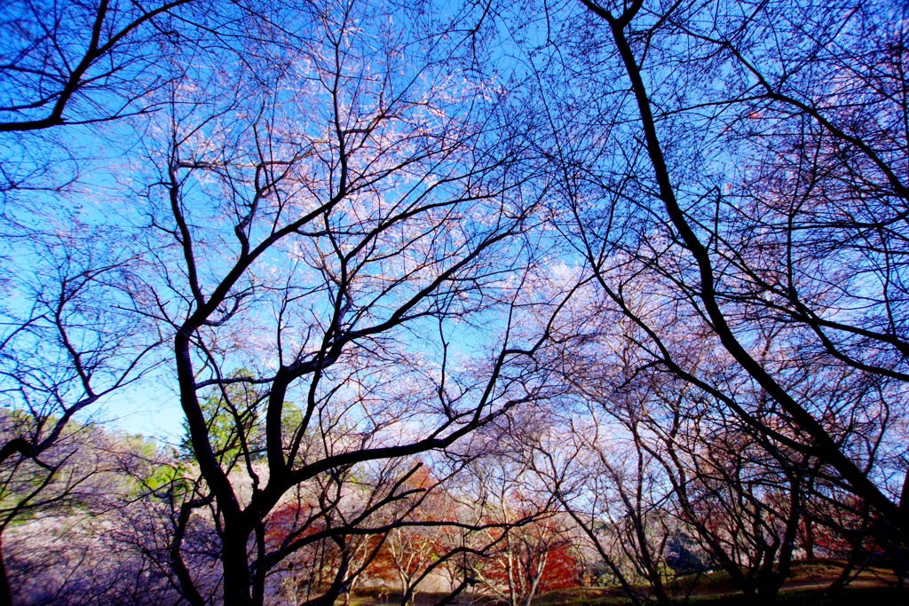 晴天と紅葉と四季桜のコラボ　＠小原