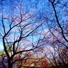 晴天と紅葉と四季桜のコラボ　＠小原