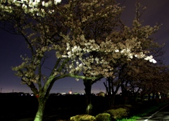 安城自転車道　夜桜　＃２