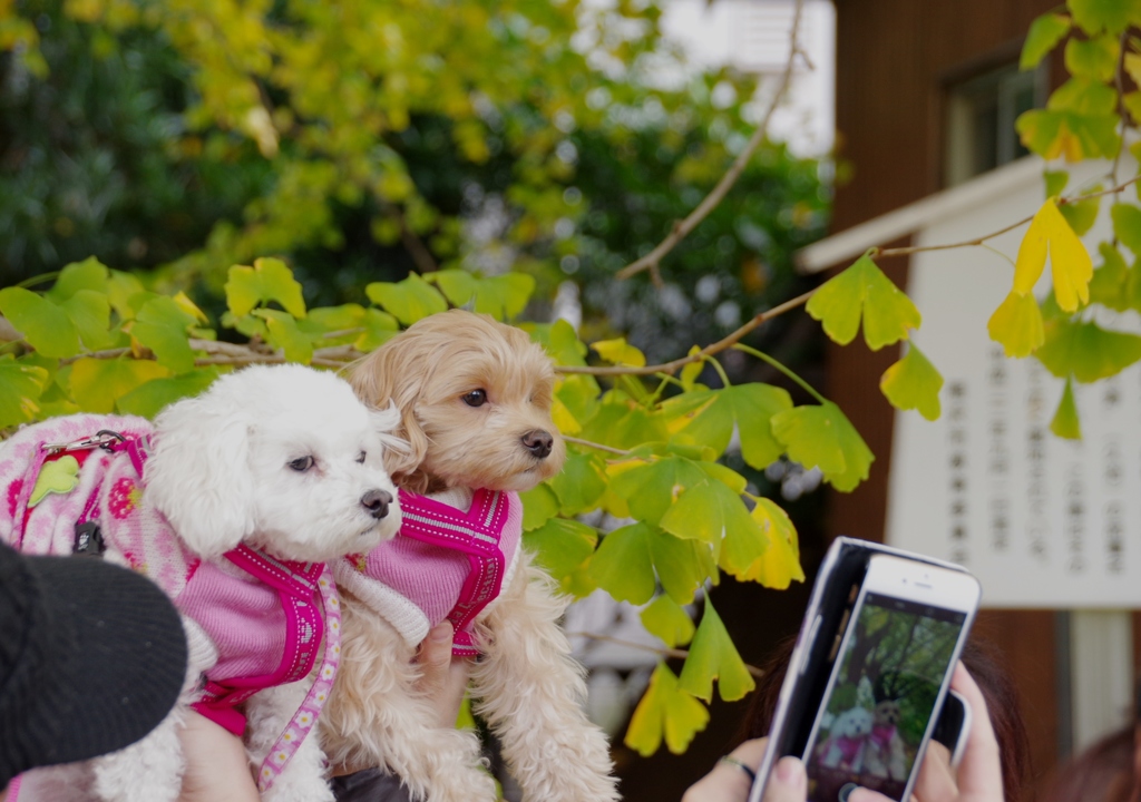 わんこの記念写真　の　写真　＠祖父江いちょうまつり