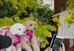 わんこの記念写真　の　写真　＠祖父江いちょうまつり