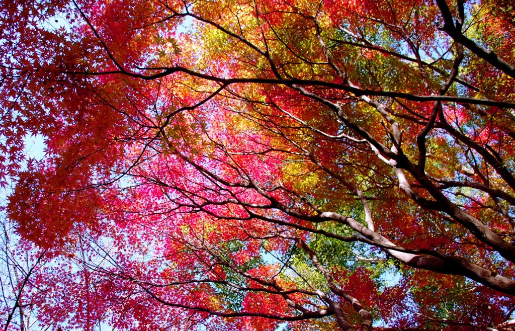 Autumn leaves #1 @愛知緑化センター