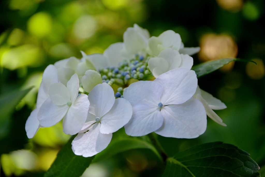 本光寺の紫陽花#1