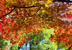 紅葉狩り#2　＠東公園