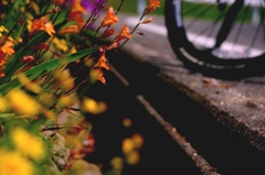 自転車道脇の花壇