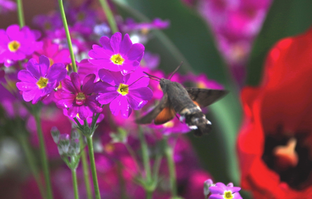 我家のｶﾞｰﾃﾞﾆﾝｸﾞ　ストライク