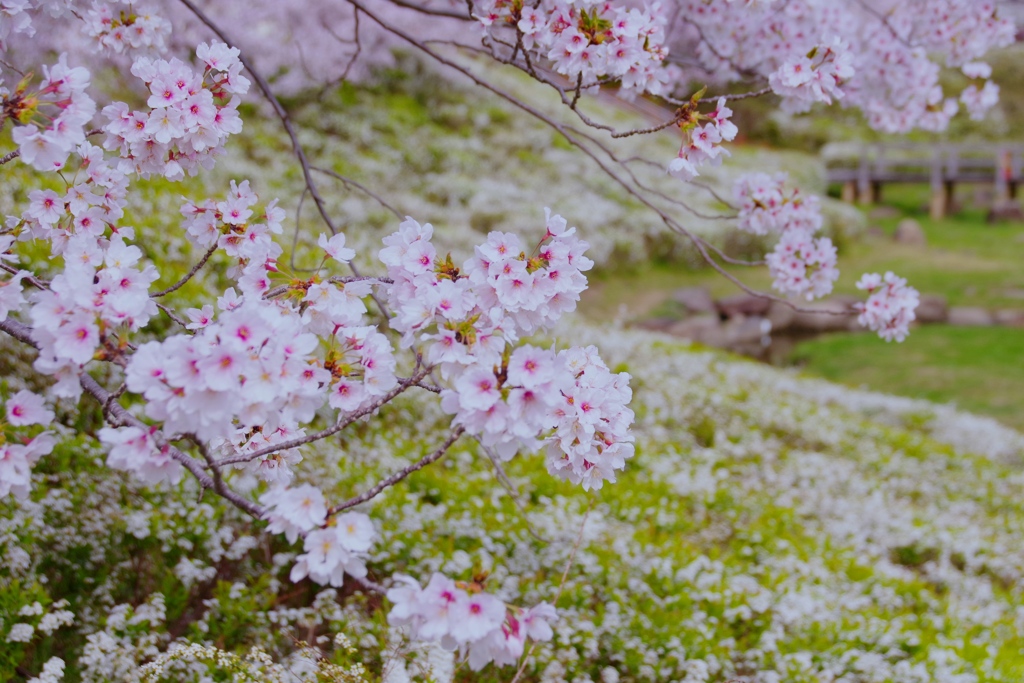 ゆきやなぎと桜のコラボ#1　＠柿田公園
