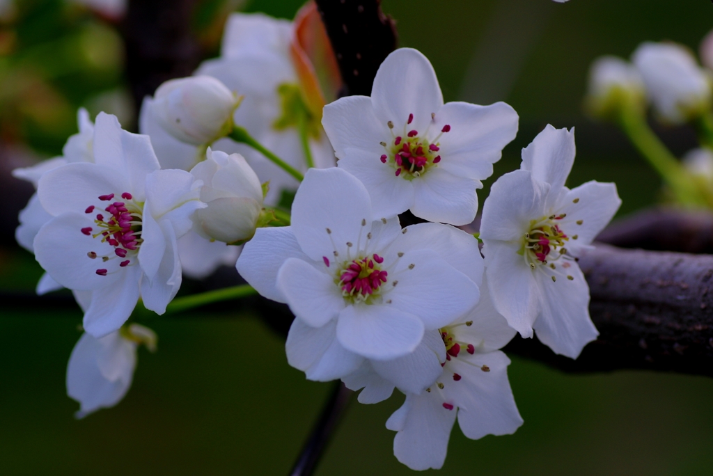 安城梨の花#1　