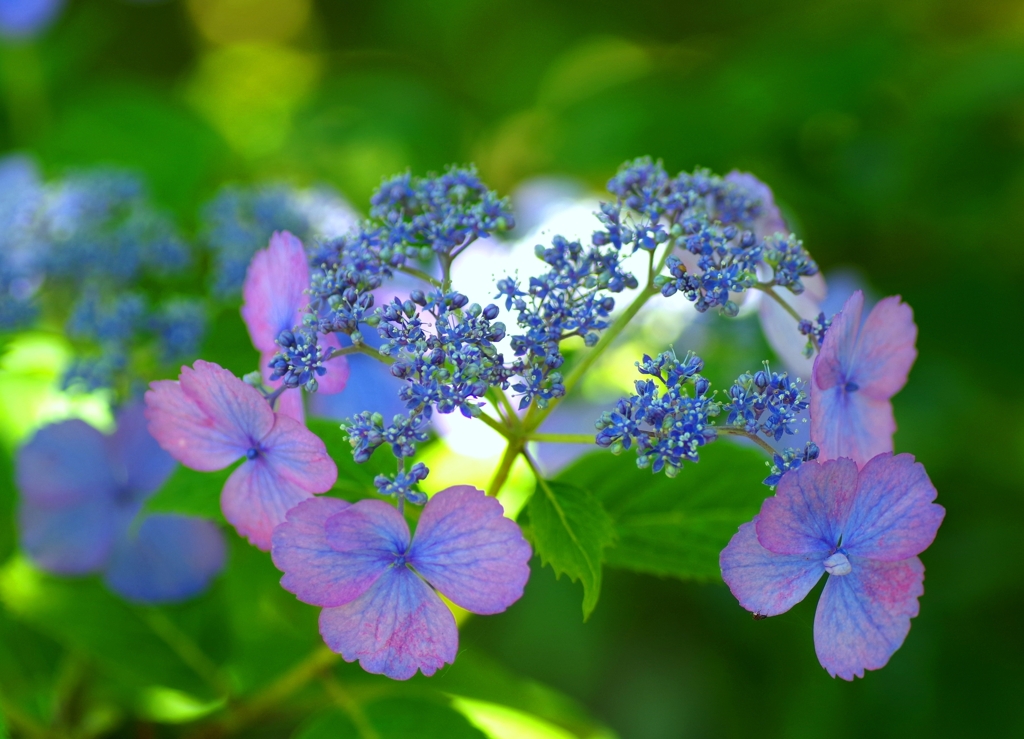 額紫陽花#3 @本光寺