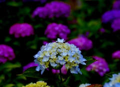Another Color @本光寺 Another Color @本光寺