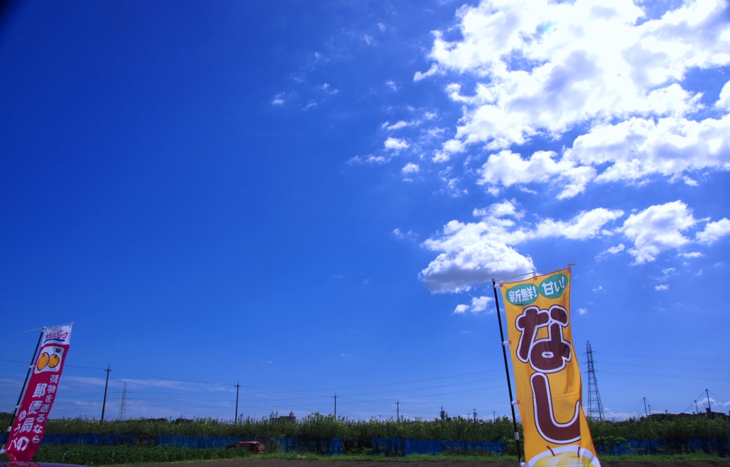 青空と梨園　　　＠安城梨