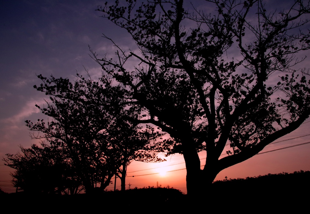 夕暮れの桜　＠豊田安城自転車道