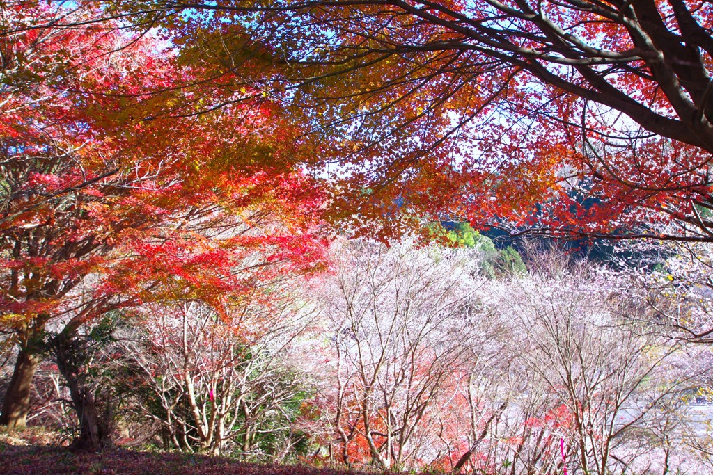 四季桜と紅葉の饗宴　＠小原四季桜