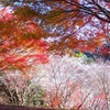 四季桜と紅葉の饗宴　＠小原四季桜