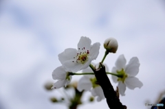 安城自転車道　桜並木　の　横の梨の花