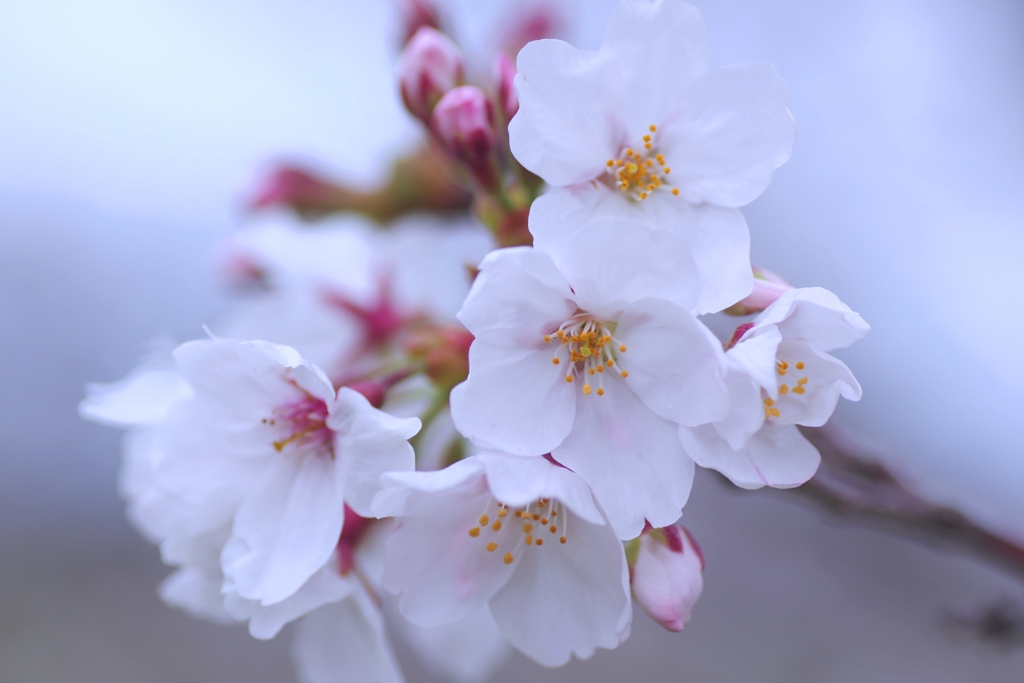 桜咲き始めました。#1　＠柿田公園