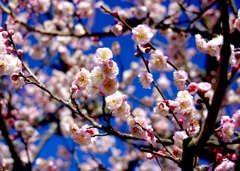 八重咲梅　岩津天満宮