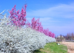 春が来たよね！　＠安城