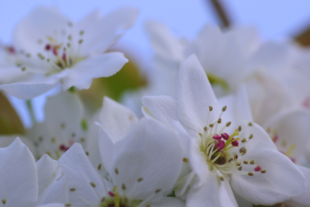 安城梨の花#2