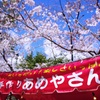 五分咲桜とあめやさんと青空のコラボ！