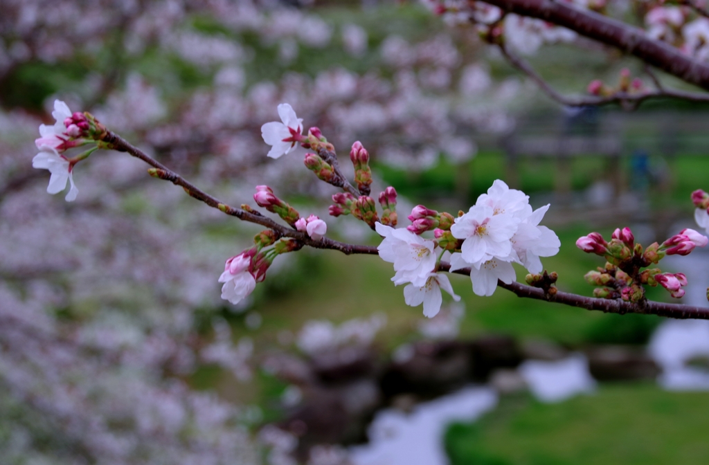 桜咲き始めました。#2　＠柿田公園