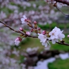 桜咲き始めました。#2　＠柿田公園