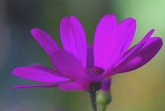 一足早く＃１　＠デンパーク（大温室）