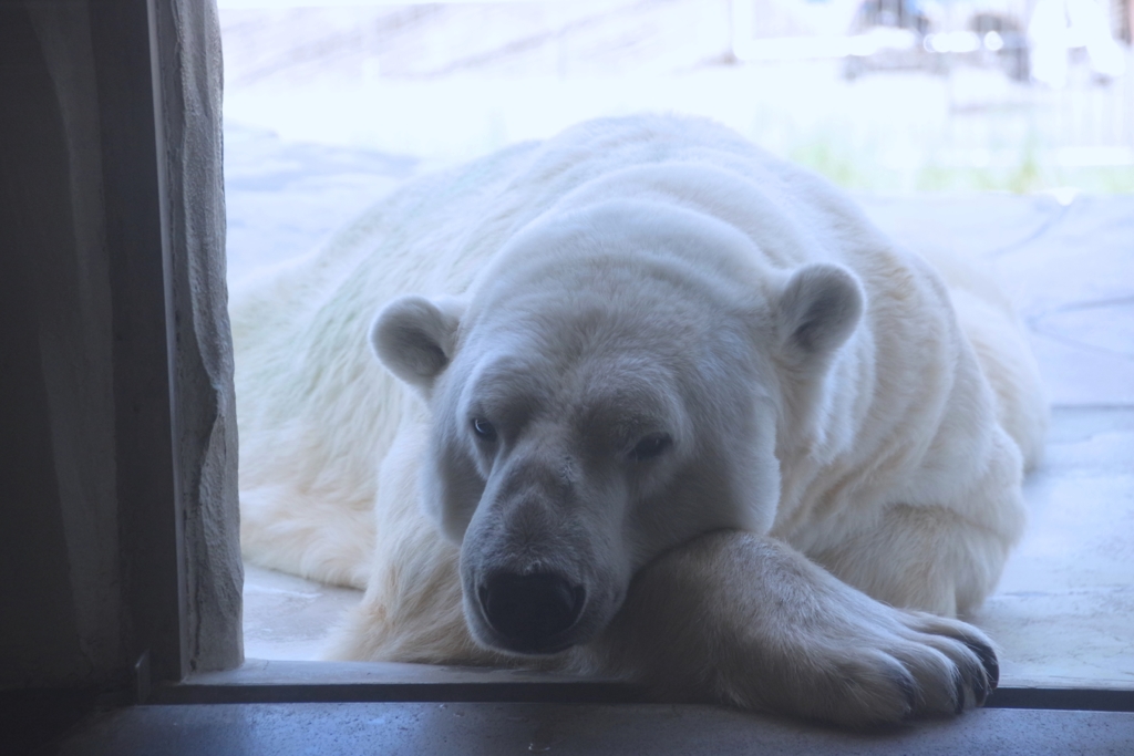 夏バテ気味の？シロクマ君　＠東山動植物園