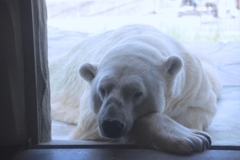 夏バテ気味の？シロクマ君　＠東山動植物園