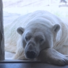 夏バテ気味の？シロクマ君　＠東山動植物園