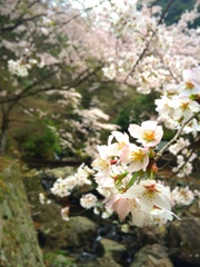 天ヶ滝の桜
