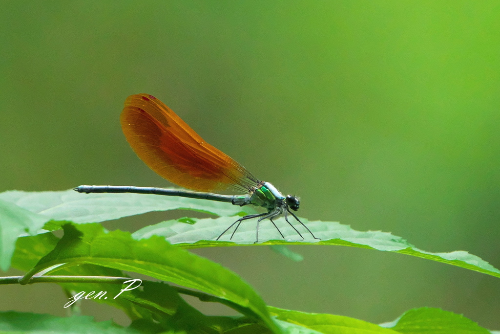 マイフィールド２