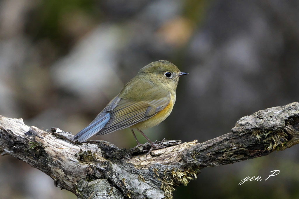 #ルリビタキ♀＃突然の出会い