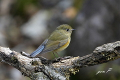 #ルリビタキ♀＃突然の出会い