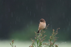 雨中のソバノビ３＃ノビタキ＃