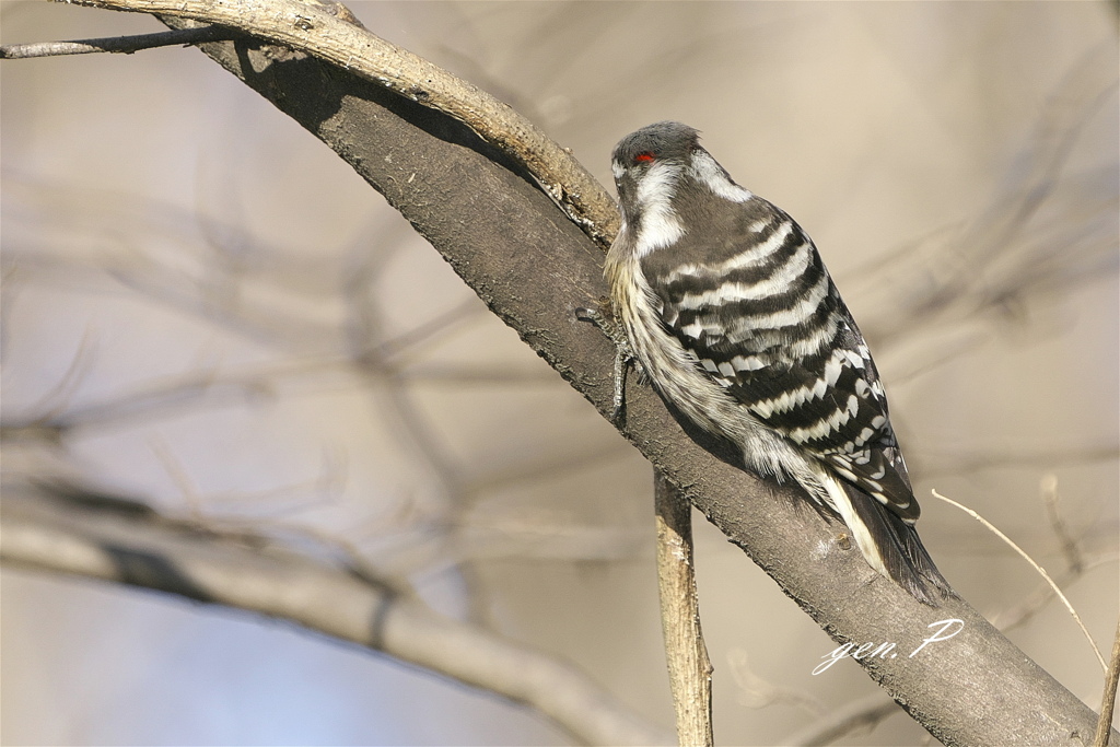 小さな公園の混軍#コゲラ♂＃