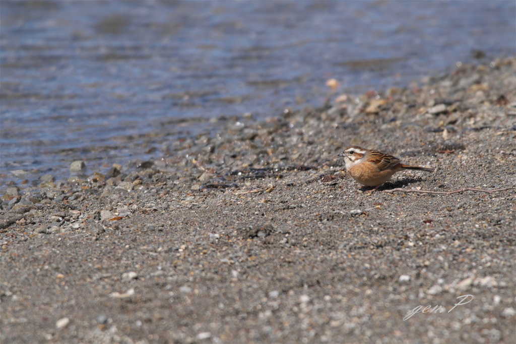 湖畔に佇む＃ホウジロ＃
