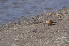 湖畔に佇む＃ホウジロ＃