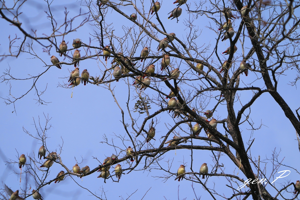 出会いに感謝＃レンジャク＃