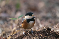 今年もありがとう(^O^)/#ヤマガラ#