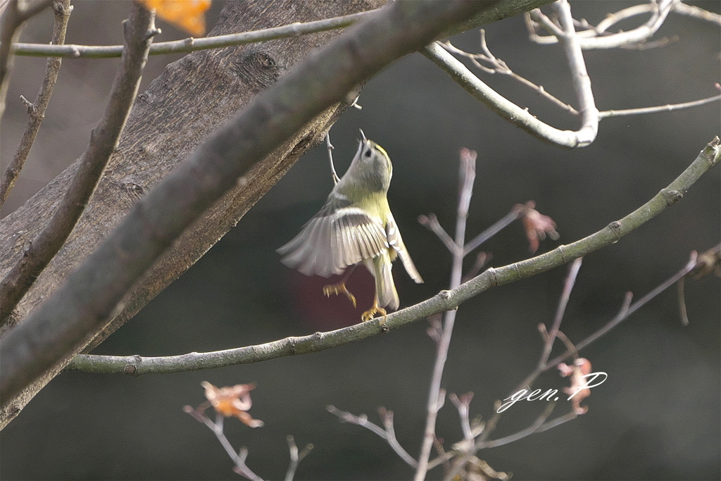 小さな公園の混軍#キクイタダキ＃