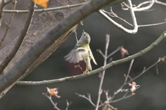 小さな公園の混軍#キクイタダキ＃